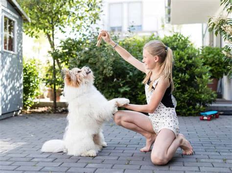 How to Teach a Dog to Dance: Exploring the Uncharted Territory of Canine Choreography